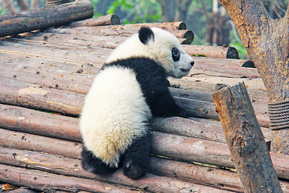 Dónde ver Osos Panda en China – El Ecoturista